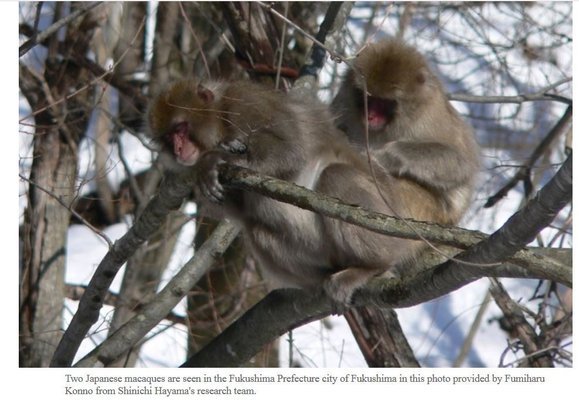 Fukushima monkeys & radiation