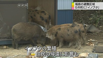 boar-pigs.jpg