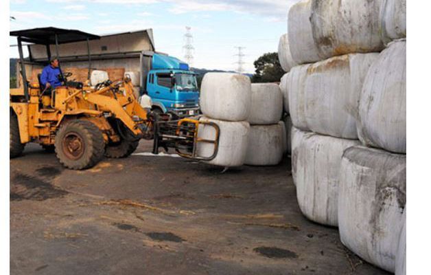 Contaminated grass for Namie cows