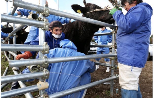 Cows in difficult-to-return zones